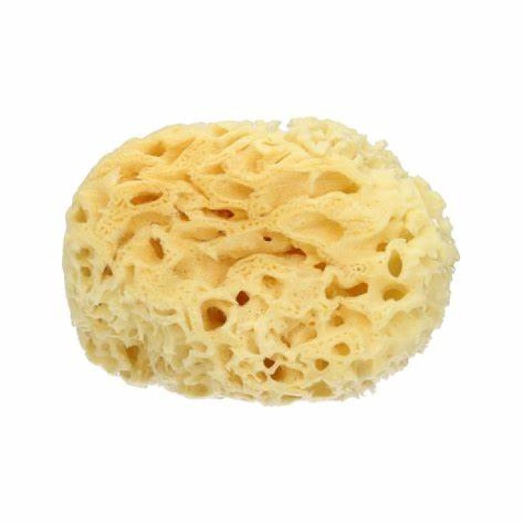 Esponja Marina Natural L