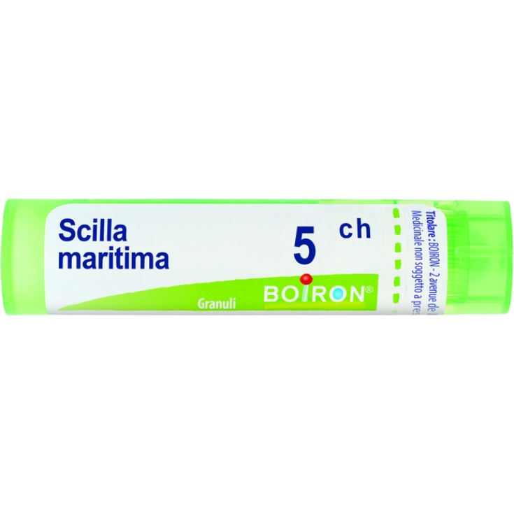 Scilla Marítima 5ch Gr