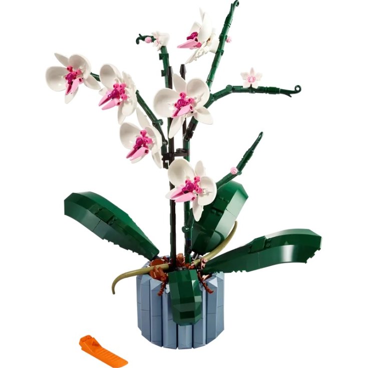 Orquídea