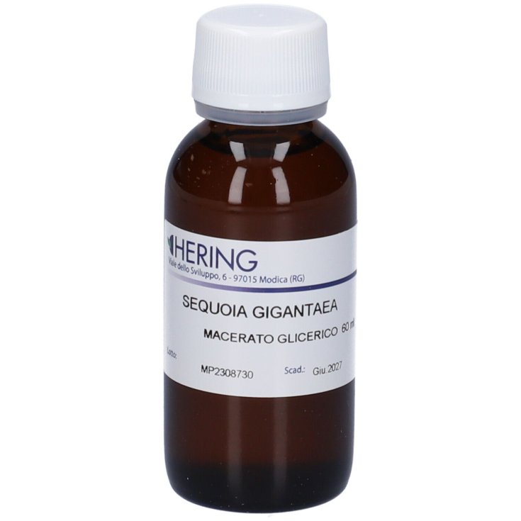 SEQUOIA GIG BUDDS 60ML MG