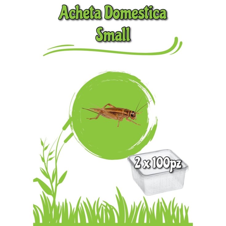 ACHETA SMALL 100PZ