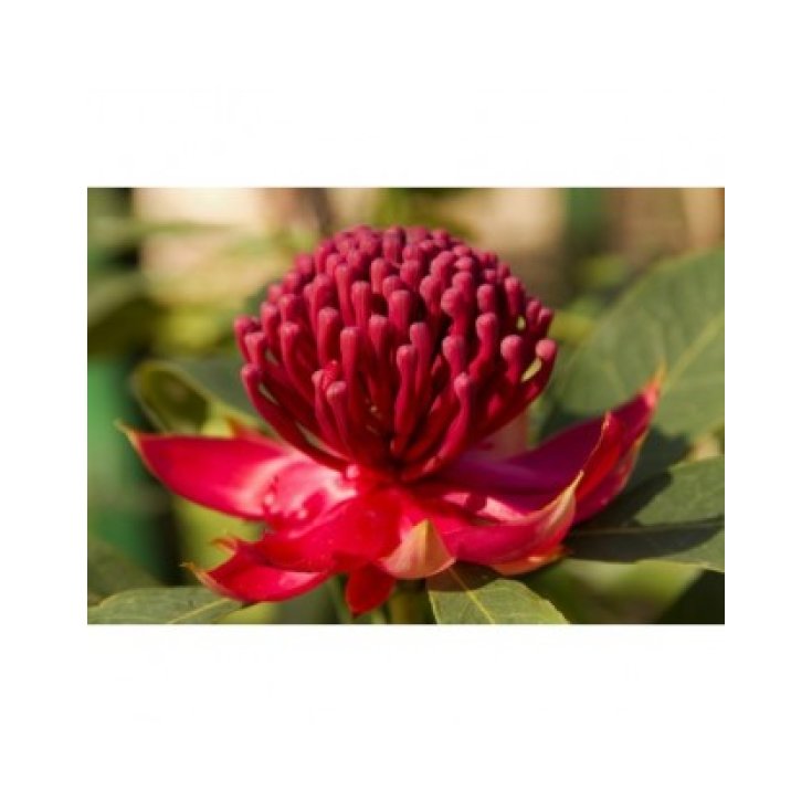 Esencia Waratah 15ml