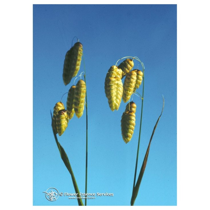 Quaking Grass Esencias Florales de California 7,4ml