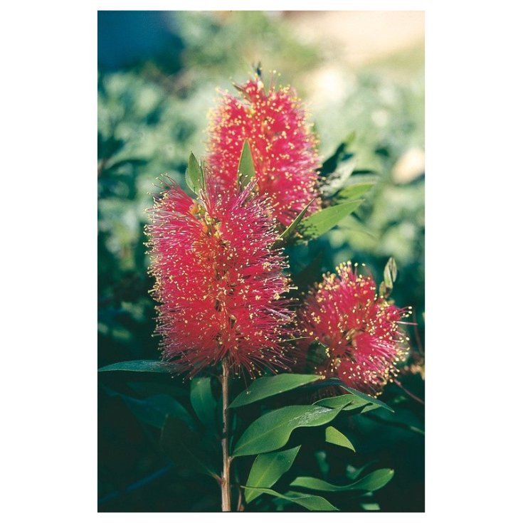 Queensland Bottlebrush Australian Floral Essences 15ml