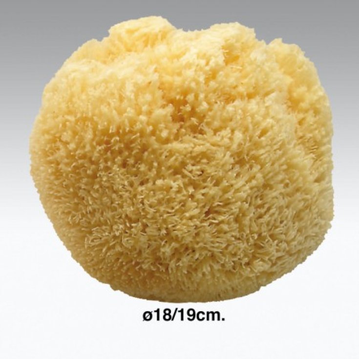 Dead Sea Natural Sponge