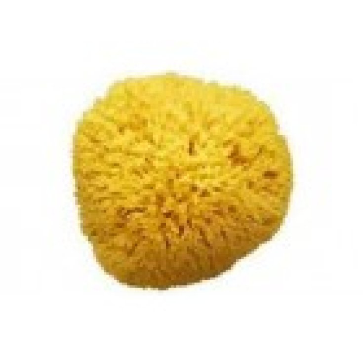 Pharmacon Amidan Sea Sponge 12