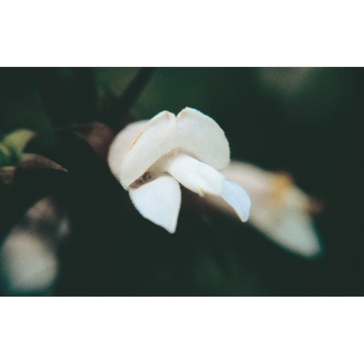 White Eremophila Esencias Florales Australianas 15ml