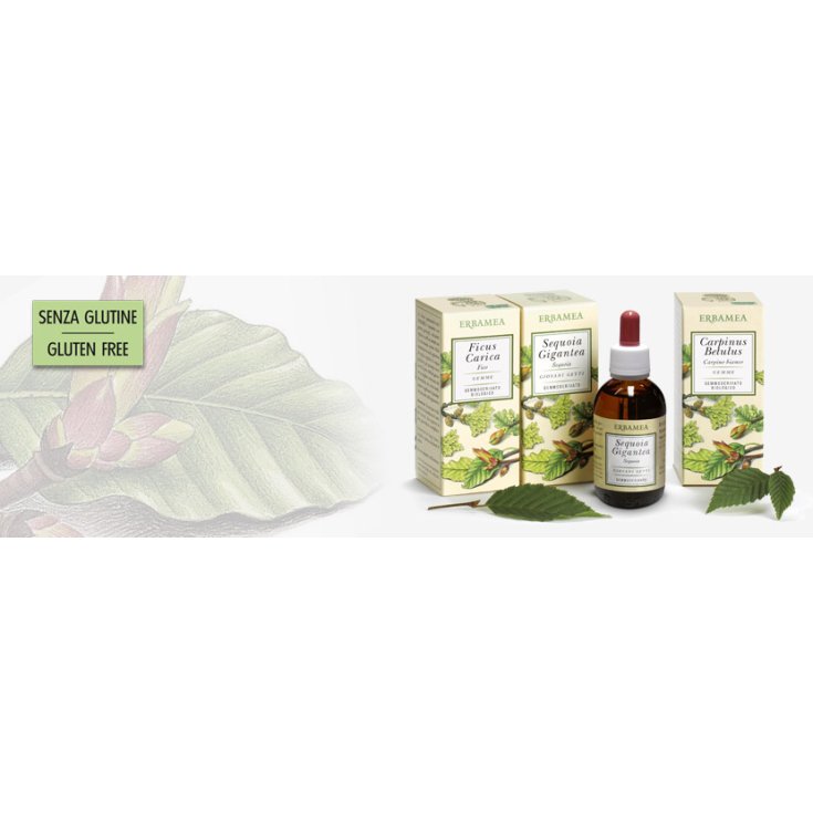 Erbamea Ficus Carica Gemme Bud extracto 50ml