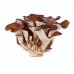 Maitake Atena Bio 100 Cápsulas