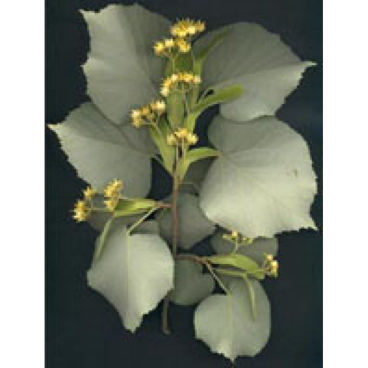 Herboplanet Tilia Tomentosa MSA 50ml