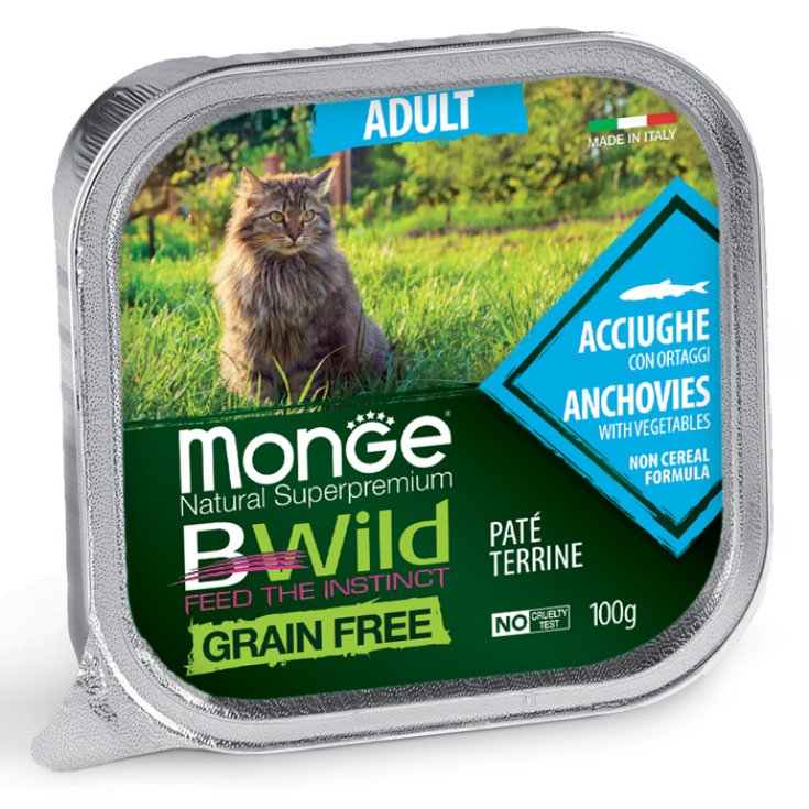 GATO MONGE BWILD CON ANCHOAS