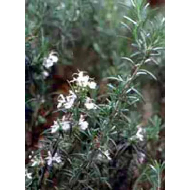 Herboplanet Rosmarinus Officinalis TSA 50ml