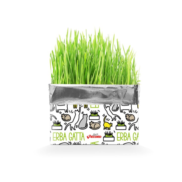 RECORD KATTY CATNIP EN SOBRE 120 G